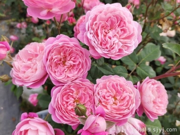 月季育种家：日本Hiroshi Ogawa(小川宏/小川裕史)