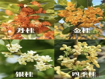 一分钟了解桂花