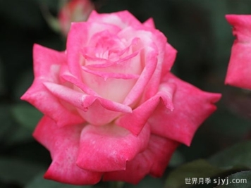 阿尔推斯75月季/阿尔蒂斯75/阿尔推司75Altesse75