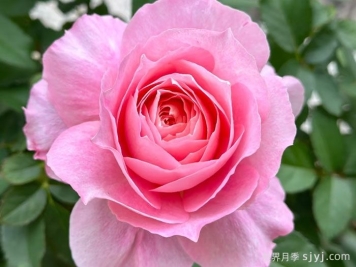 4种微型大花月季，勤花好养点缀阳台