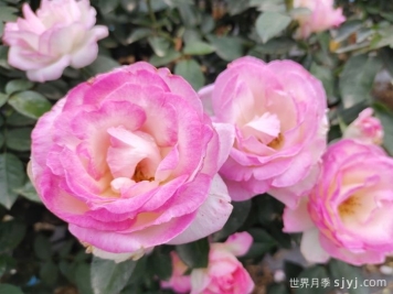 养好月季看这几点，给月季种植的棒棒的