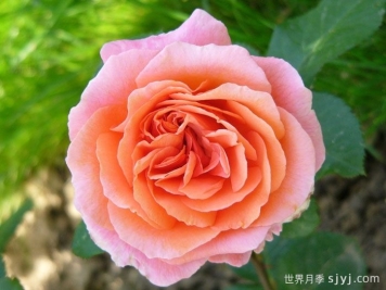 莫莱纳之爱月季Amour de Molene