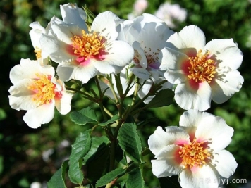 夏日之星月季Summer Stars