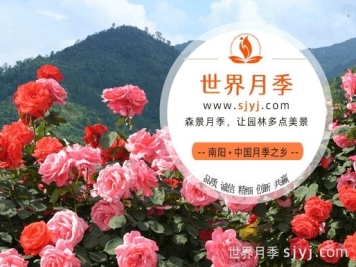 中国月季网(www.sjyj.com)，月季品种大全和栽培养护专业网站