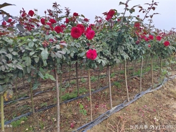 教您嫁接棒棒糖小青杆月季树