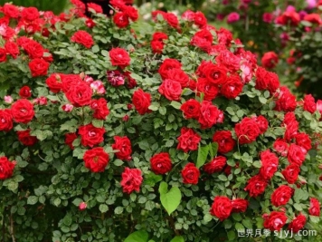 月季园：天津泰达植物资源库月季园