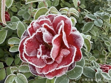 1月份园林养护管理技术指南