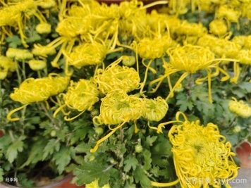 菊花的扦插繁殖技术