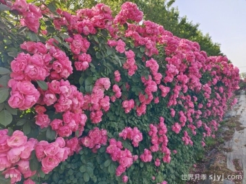 藤本月季爆花的最佳温度是多少？