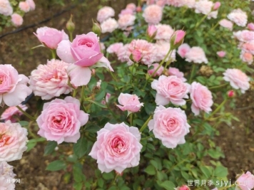 月季花药用价值大