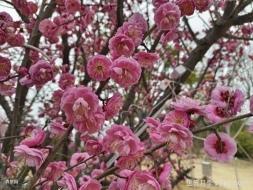 盆栽养梅花，做好这几点，春天开花更美艳