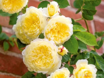 朝圣者天路月季的优缺点是什么？