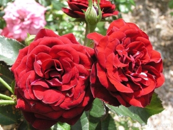 黑火山月季/熔岩流Lavaglut