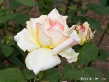 北斗月季/黑克吐Hoku-To