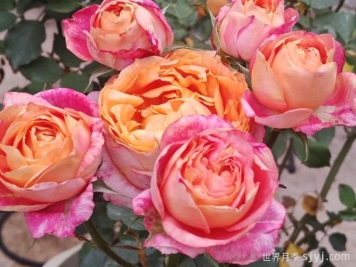 彩虹阳台月季，小株型大花量多季绽放