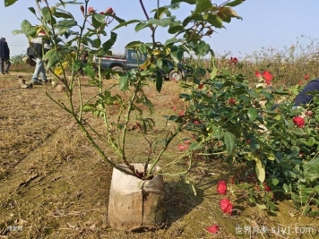 月季枝条出现蚧壳虫该如何防治？