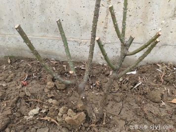 一月底，你的月季修剪了吗？