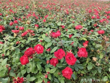 城市园林绿化场景，怎样种好丰花月季？