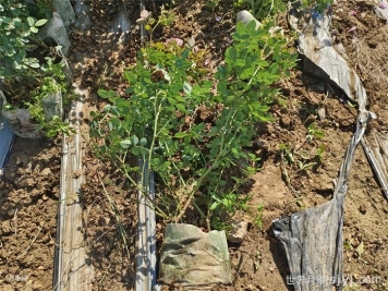 库尔勒苗木：人勤春来早，苗木走俏正当时