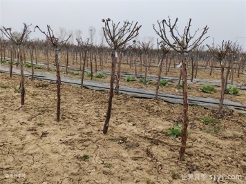 石硫合剂的用途及作用