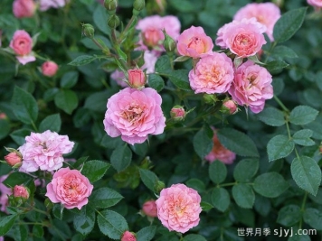 奥索易小桃红色月季Oso Easy Petit Pink