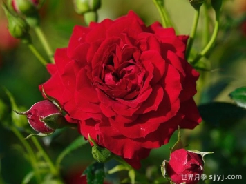 明星纳塔莉月季Starlet Beauty Natalie