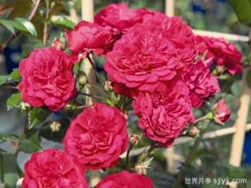 明星罗拉月季/新星玫瑰路易莎/明星萝拉Starlet Beauty Lola