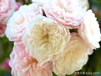 明星阿丽娜/艾琳娜月季Starlet Beauty Alina