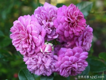 明星梅琳娜月季Starlet Beauty Melina