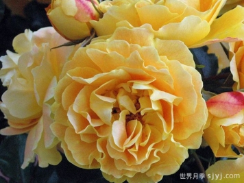 明星莉茲月季/明星丽茲Starlet Beauty Lizzy