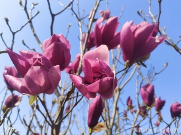 南阳镇平：做强玉兰特色品牌 做精花木文旅产业