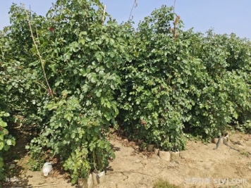 安阳北关：开展春季立体绿化月季种植工作