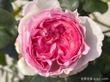 伊芙贵族香水月季Noble de Parfum