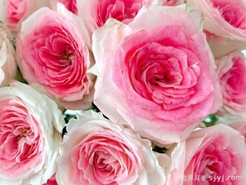 午夜魔法月季Midnight Magic