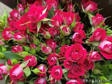 波塞妮娜月季/波塞尼娜Poshina