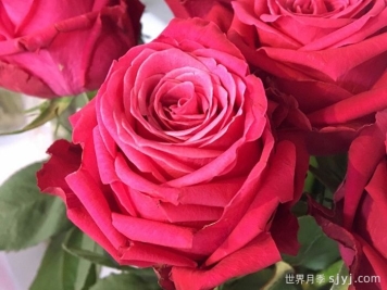 香格里拉月季Shangri-La!