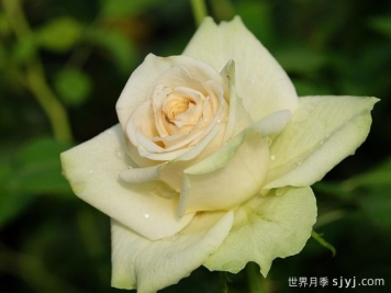 雅典娜柯德娜月季Athena Kordana