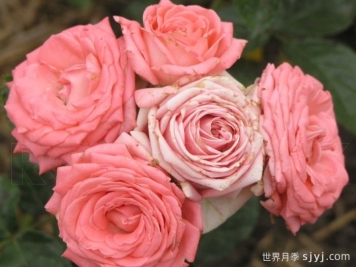 迷人泡泡月季Charming Bubbles