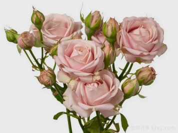 粉色泡泡月季Pink Bubbles