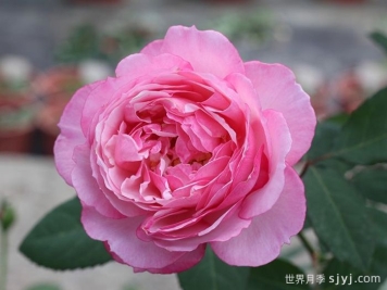 漂亮的妮娜月季Pretty Nina