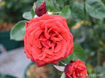 红成功月季Red Success