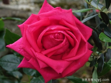 红魔王月季/爱恋之心Red Devil