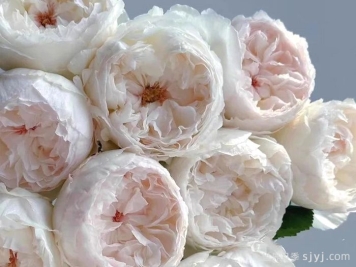 可爱瓷月季/可可杯Cocotte