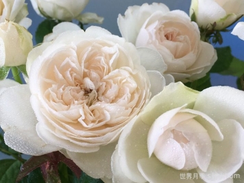 毛茸茸月季Fluffy