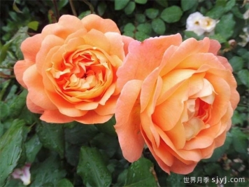艾玛汉密尔顿夫人月季，香气迷人颜值出彩    