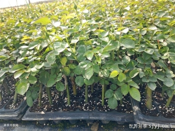 月季的繁殖方法有哪些？五大方法