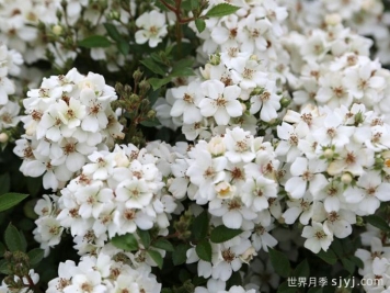 银河大角星月季Arcturus