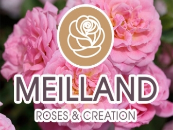 月季育种家：法国玫昂国际月季公司(Meilland)