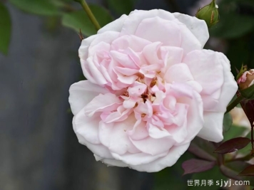 屏东月季/中国绯红茶香月季