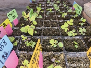 南阳月季太空种子破土发芽，二月后将绽放第一朵花